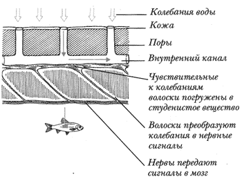 ������� ����� � ���.