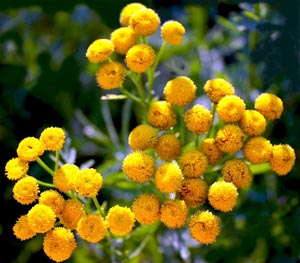 ����� ������������