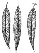 pic2.JPG (5572 bytes)