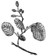 pic3a.JPG (5193 bytes)