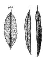 pic4.JPG (5221 bytes)